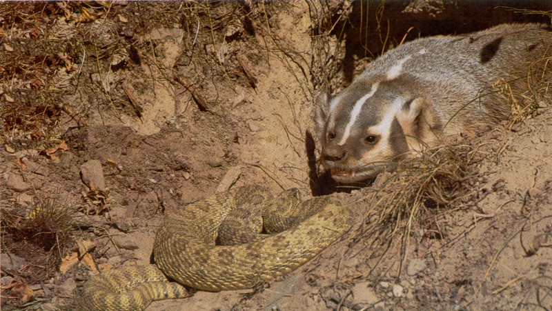 animal mongoose