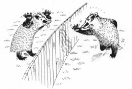 badgers cartoon