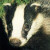 gallery_euro_badger_icon.jpg